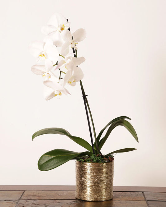 Orchid Splendor